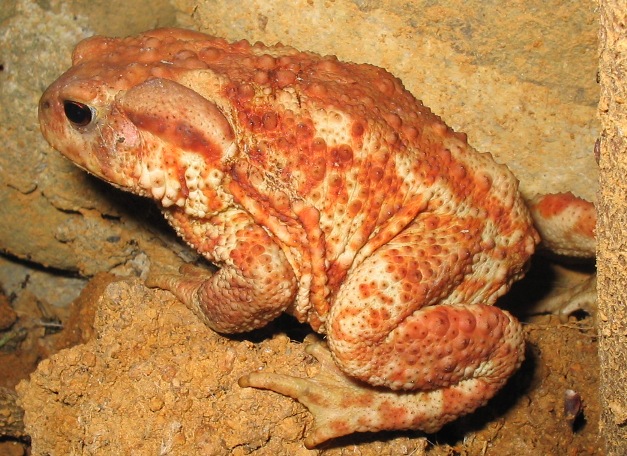 Bufo bufo